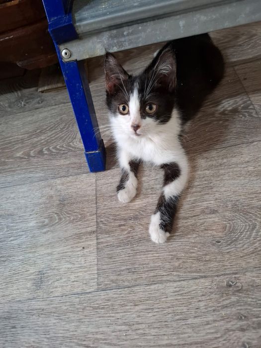 Отдам в добрые руки котят,1.5 мес