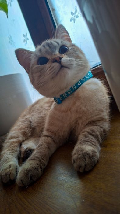 Кошечка подросток в хорошие руки