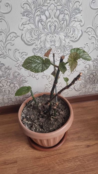 Цветы комнатные срочно продам от 2000тг до 5000тг.