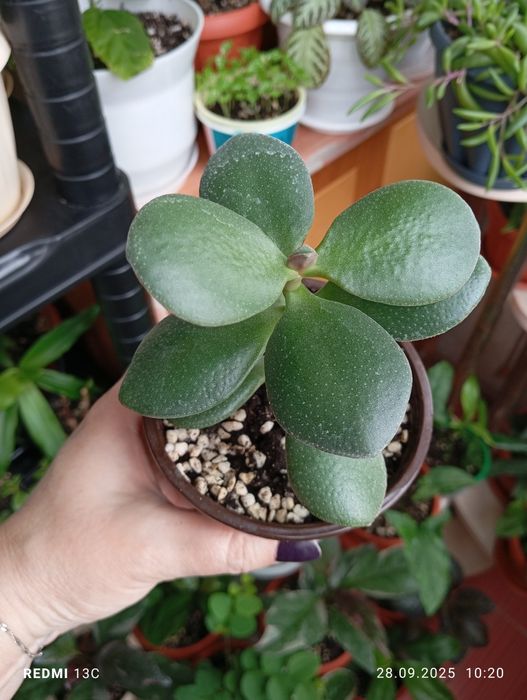 Продам растения комнатные