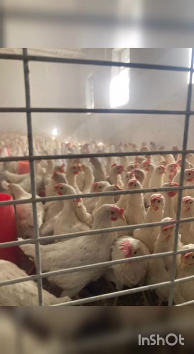 Ломан сенди несушка tuxum yoʻnnalishi oq firma tovuqlari sotiladi