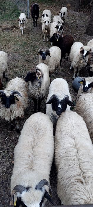 De vânzare  5 mielute