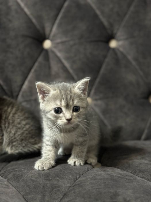 Шотландские вислоухие котята . Shotland zotli mushukchalar.