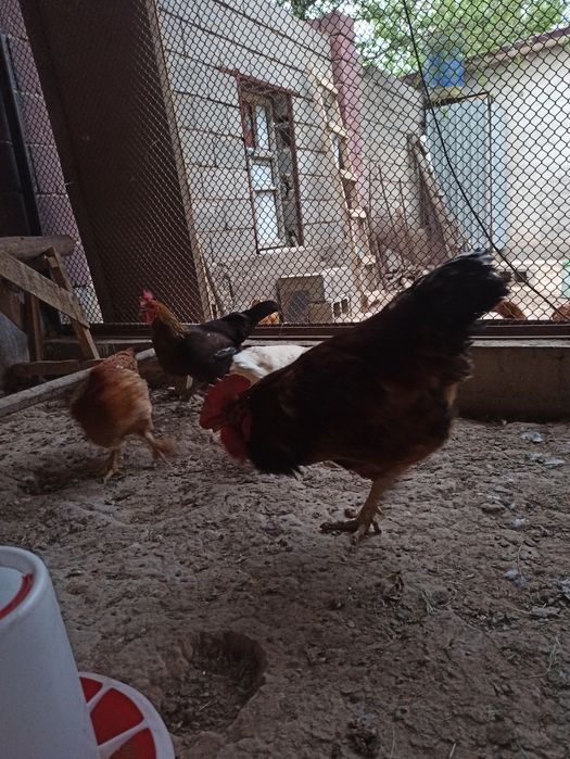 Қораз бен тауықтарды сатамын