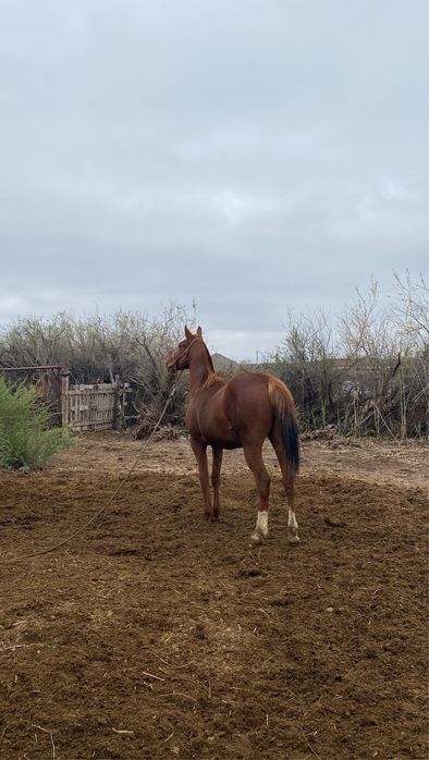 Дончак кунан сатылады