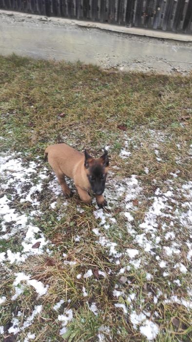 Donez pui Ciobanesc belgian malinois
