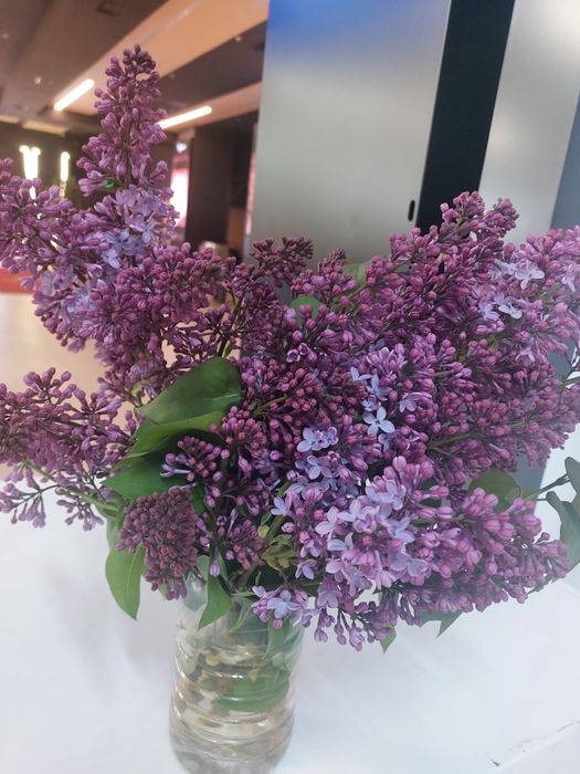 Сирень сирень сирень