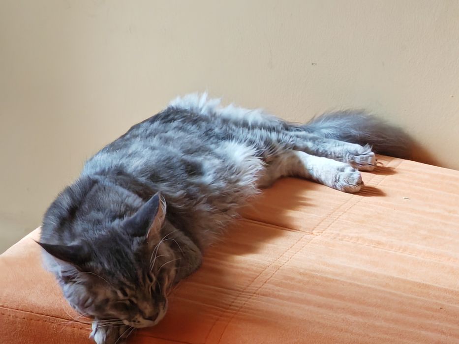 Мейн кун мъжки котета