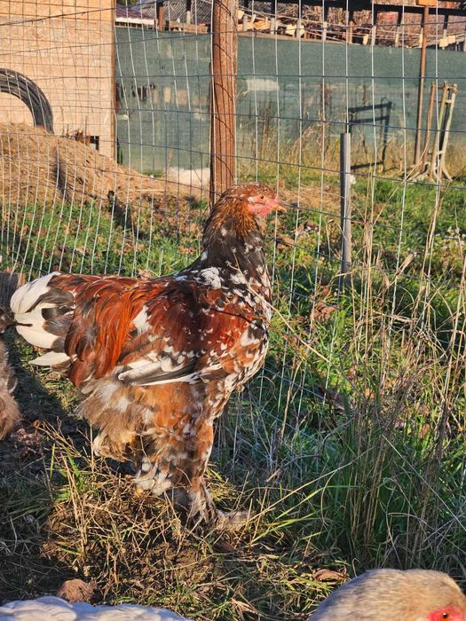 Cocos brahma portelan