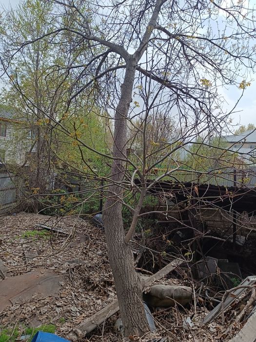 Отдам дерево орех на спил