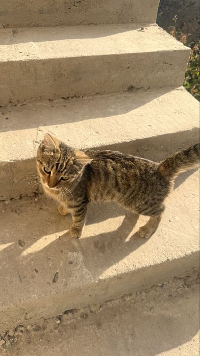 Котенок в добрые руки