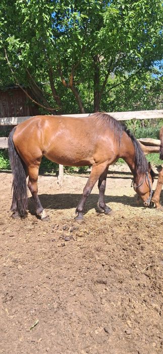 Лошадь 4 года, месяц на откорме