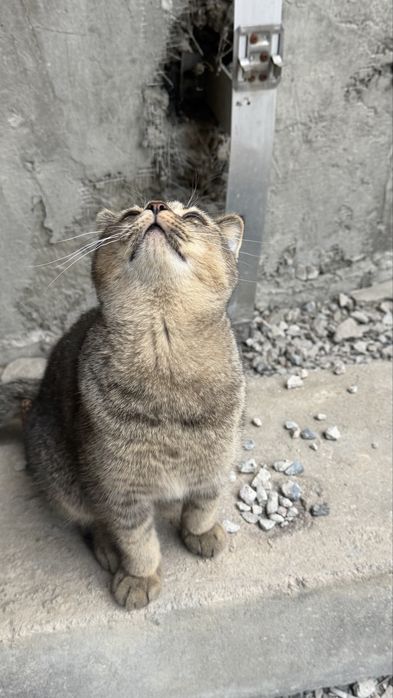 Кошечка  пристраивается