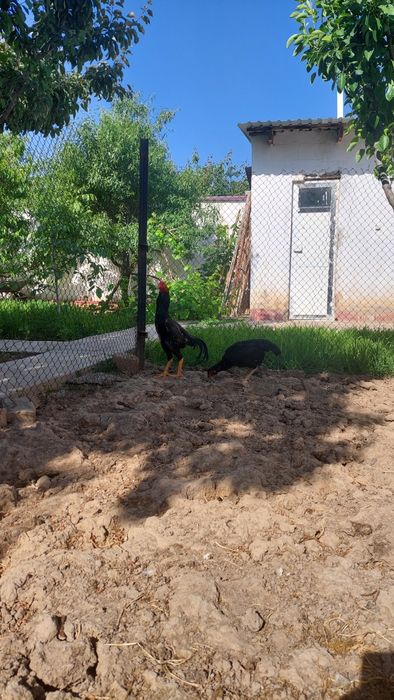 Jója xóroz sotiladi7