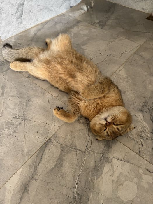 Продаётся котик золотая шиншилла + Scottish Fold