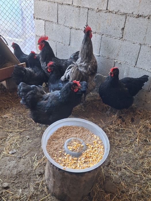 Куры джерсийский гигант