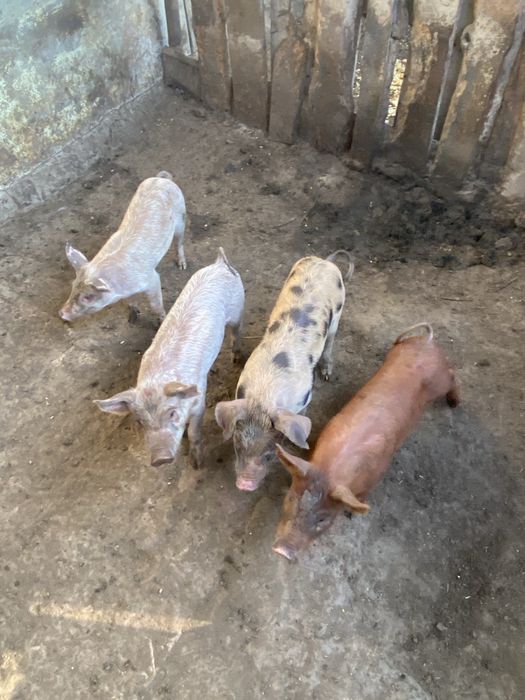 Продавам малки прасенца
