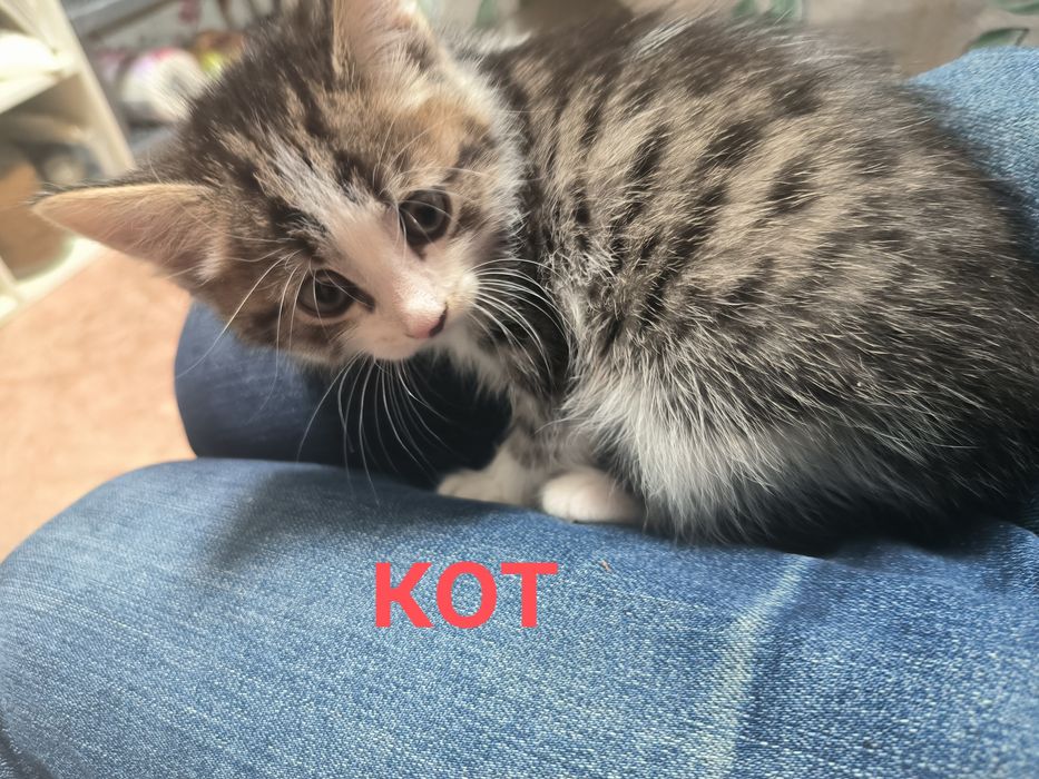 Отдам котят бесплатно