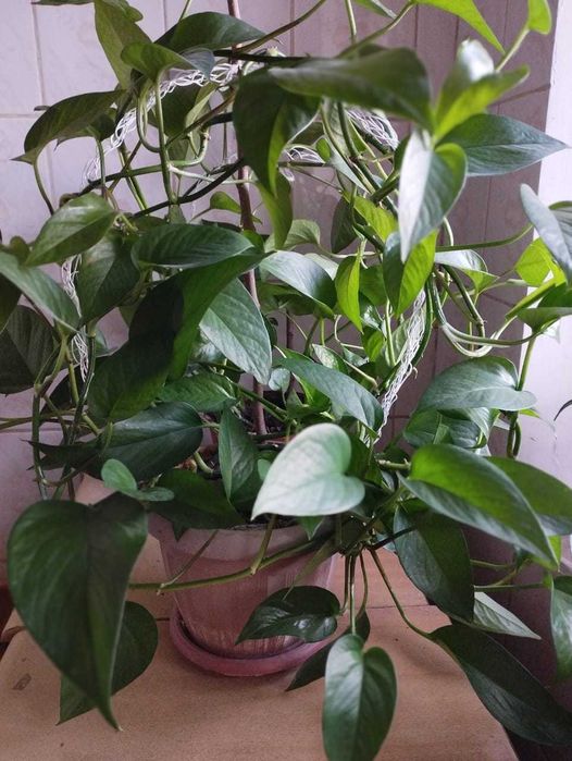 сциндапсус великолепный