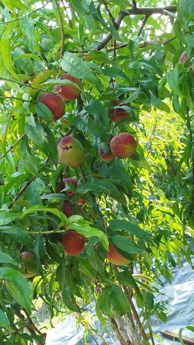 Продам дом в центре города.