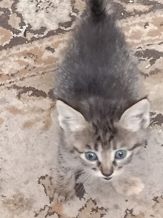 Отдам котят,мама крысыловка