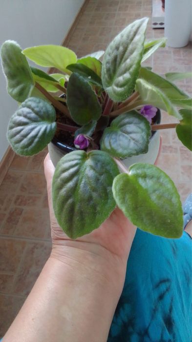 Фиалка комнатная