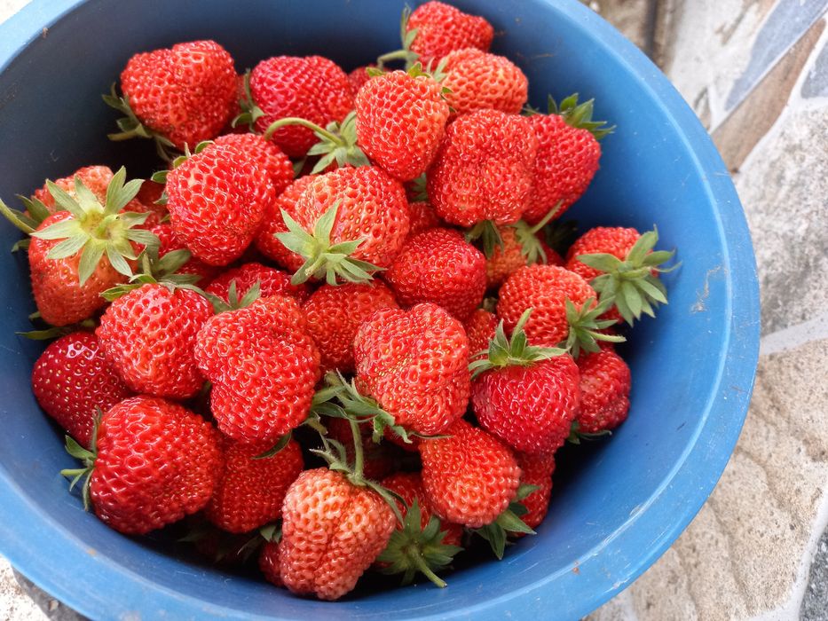 Stoloni răsad căpșuni soi Albion Clery Premial drajoni zmeură și mure