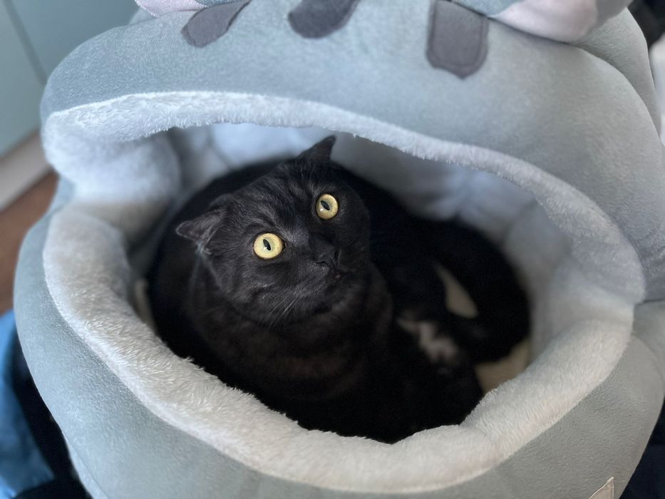 Шотландский вислоухий кот