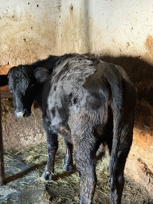 Vitea angus pentru mai multe detalii la nr de telefon