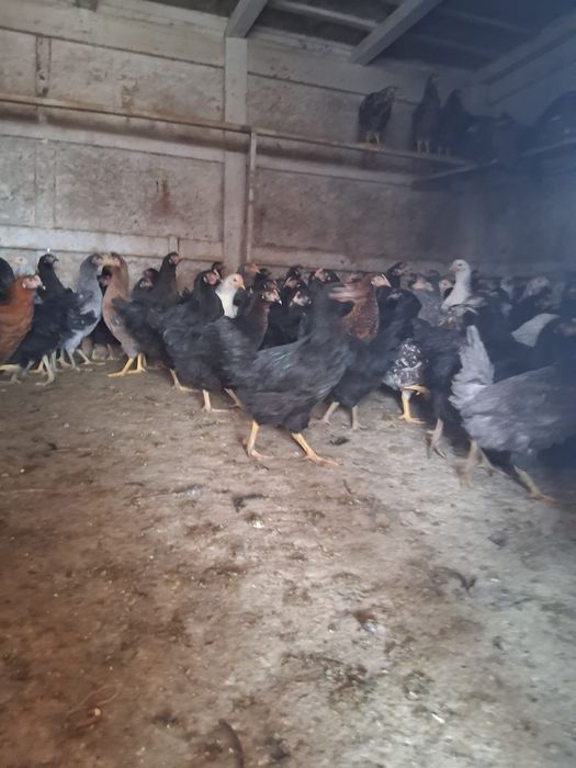 Rățuște și puice de vânzare