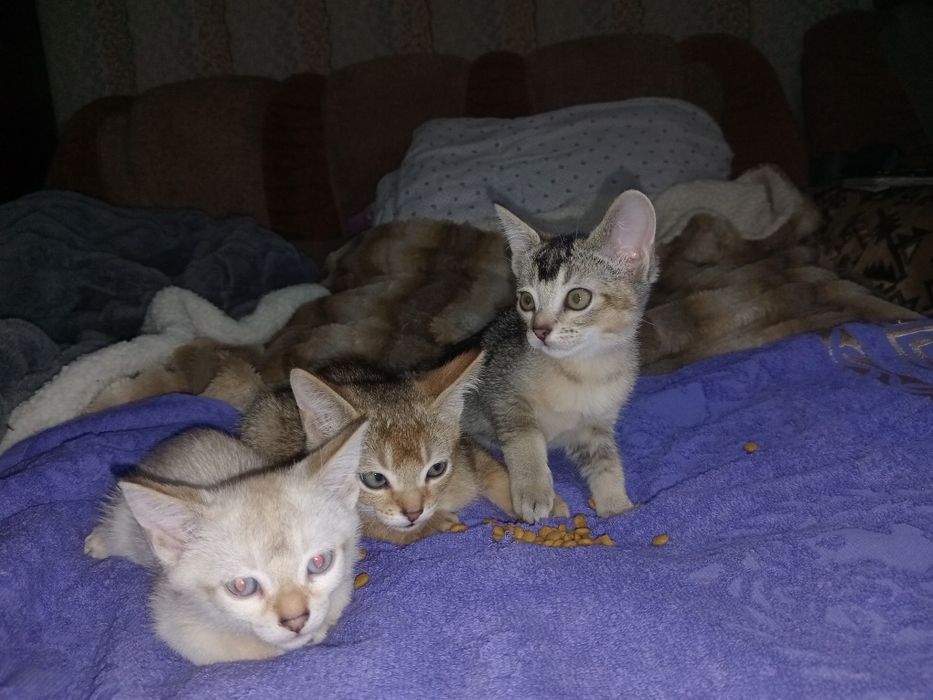 Котята чаузи колор поинт