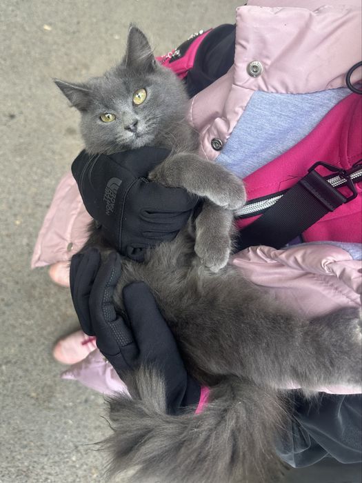 Ласковый котенок