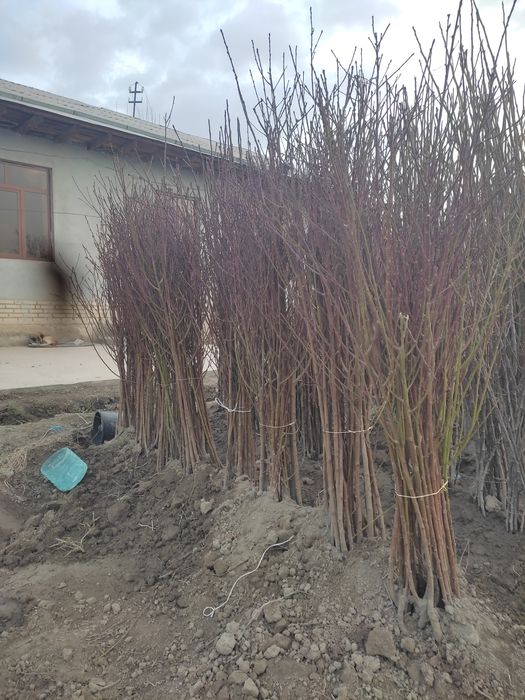 Баржа турдаги шафтоли кучатлари бор 100 к.