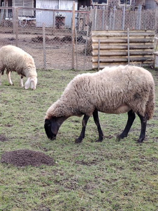 Vînd doua oi și un berbec