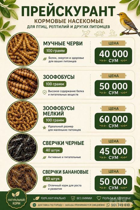 Сверчки  банановые живой корм для стрижей рептилий и животных.