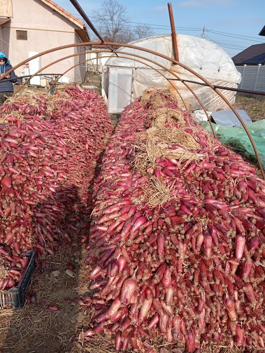 Ceapa roșie de buzau
