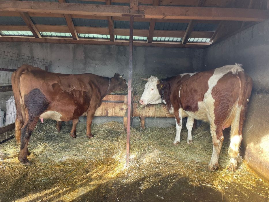 Vând două vaci, împreună sau separat