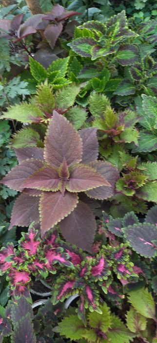 Продам комнатные цветы