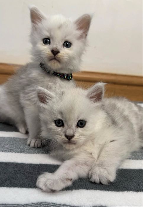 Pui maine coon rasa pura pedigree
