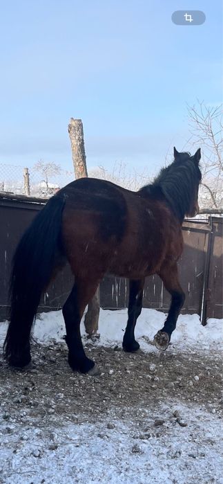 В продаже жеребец !