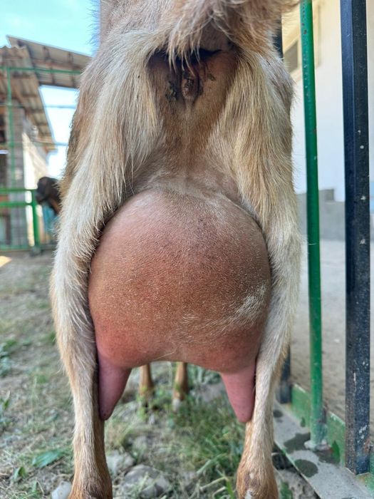 Англонубиский ешкі сатылады