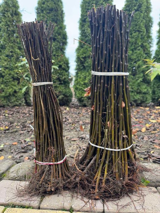 Material saditor pentru pomi fructiferi - Portaltoi de la producator