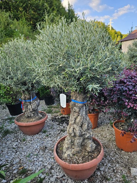 Maslin secular , olea europaea. Calitate extra,  poza reala pret real