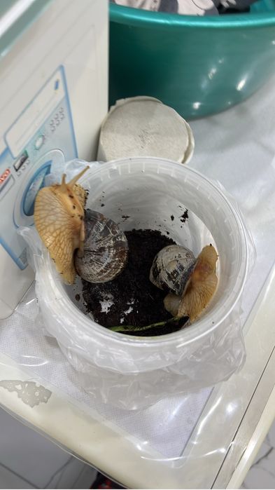 Улитка ахатин продаю