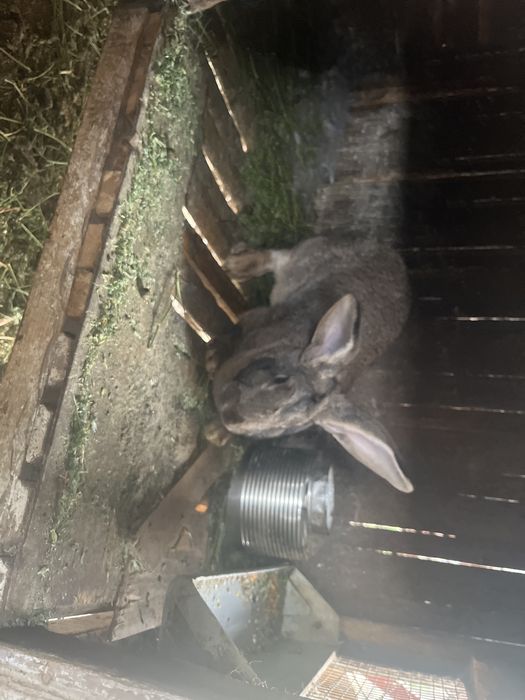 Кролихи    домашние.    годовалые