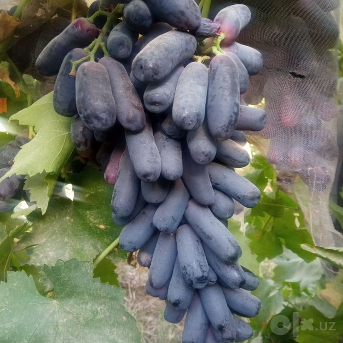 Avatar uzum kuchati bor