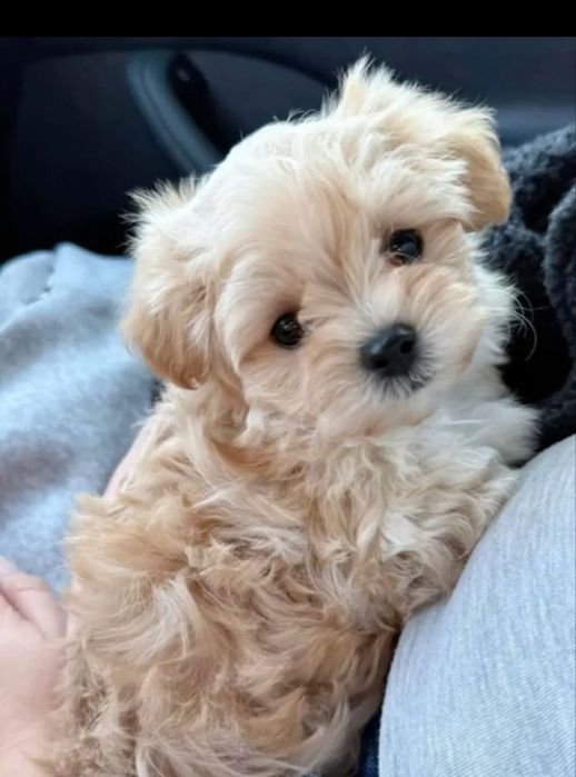 Maltipoo fată disponibilă