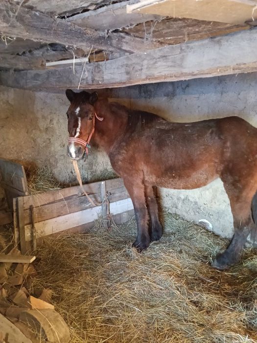 Vând iapa sau schimb