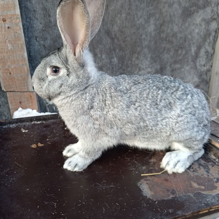 Продам кроликов крупные