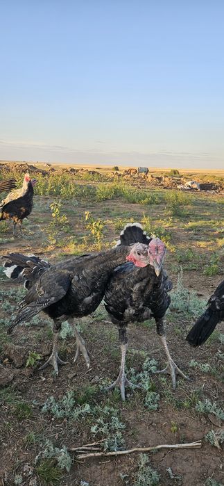 Индюки индюшата продам